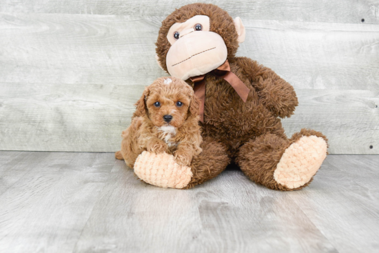 Smart Cavapoo Poodle Mix Pup