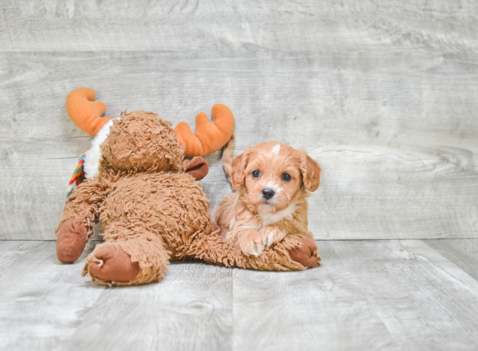 Petite Cavapoo Poodle Mix Pup