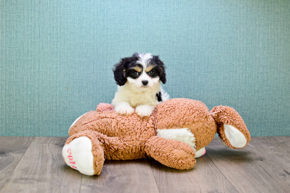 Funny Cavachon Designer Pup