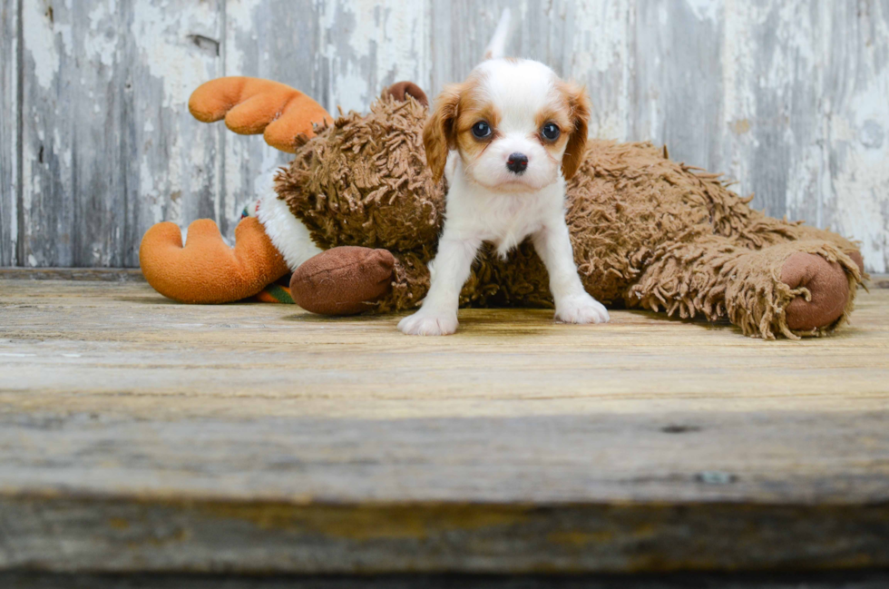 Cavalier King Charles Spaniel Puppy for Adoption