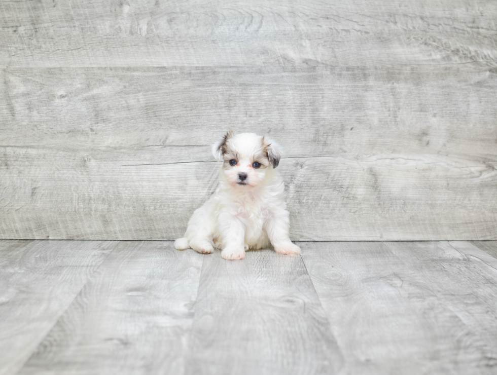 Teddy Bear Pup Being Cute