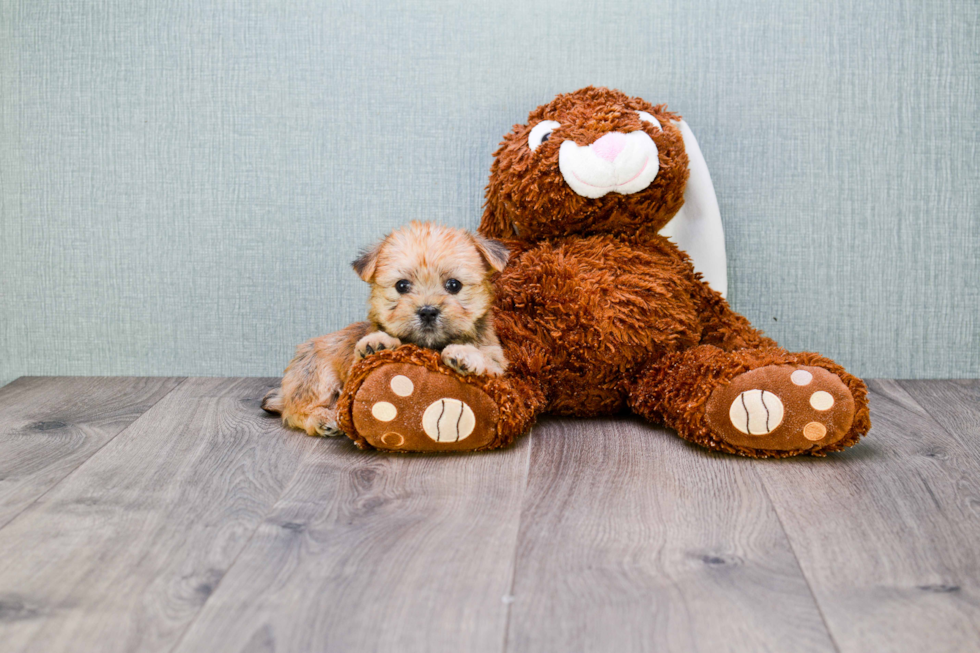 Morkie Pup Being Cute