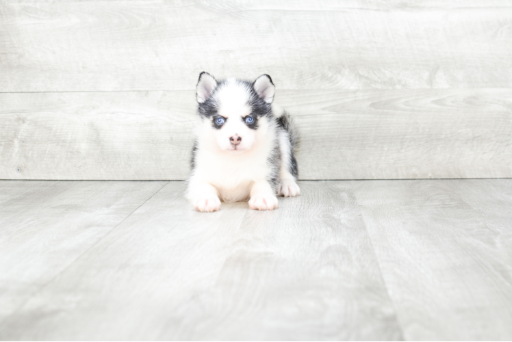 Hypoallergenic Mini Husky Designer Puppy