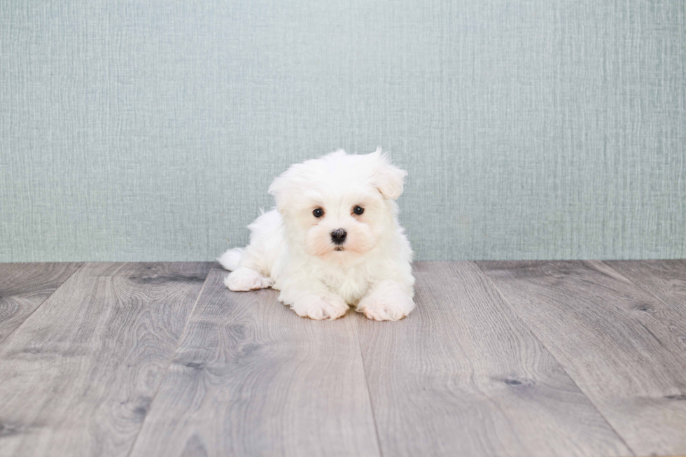 Playful Maltese Baby