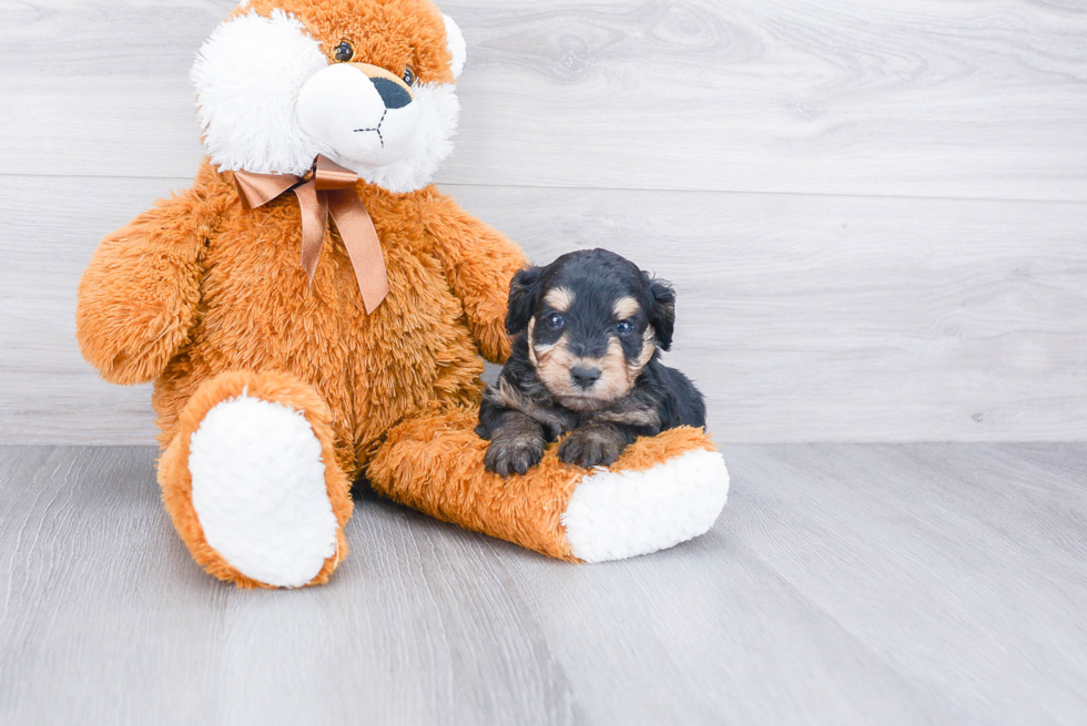 Mini Aussiedoodle Pup Being Cute