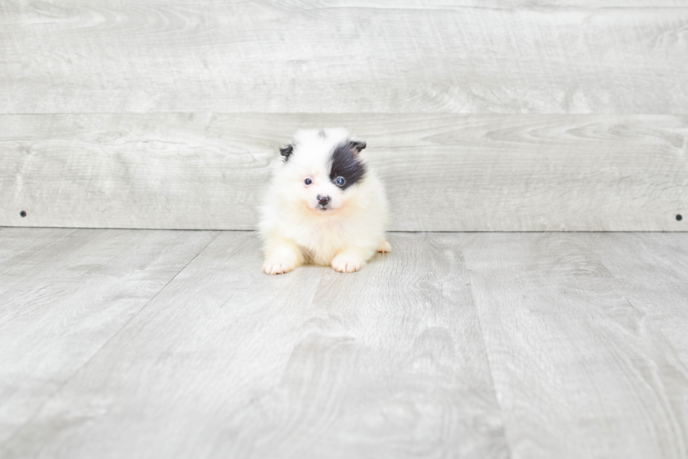 Playful Pomeranian Purebred Pup