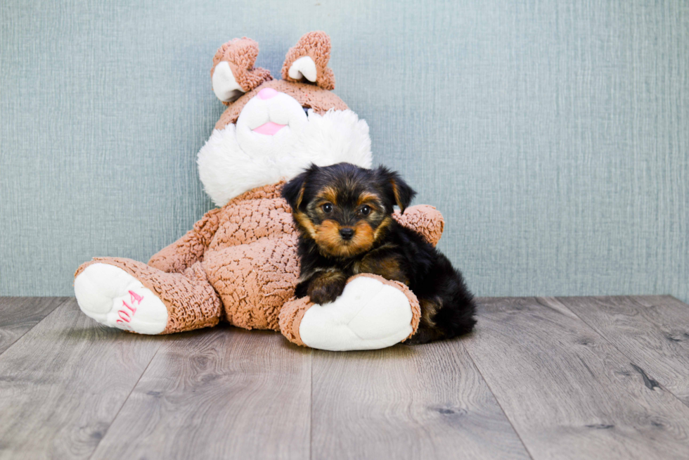 Meet Izzie - our Yorkshire Terrier Puppy Photo 