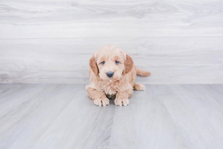 Mini Goldendoodle Puppy for Adoption