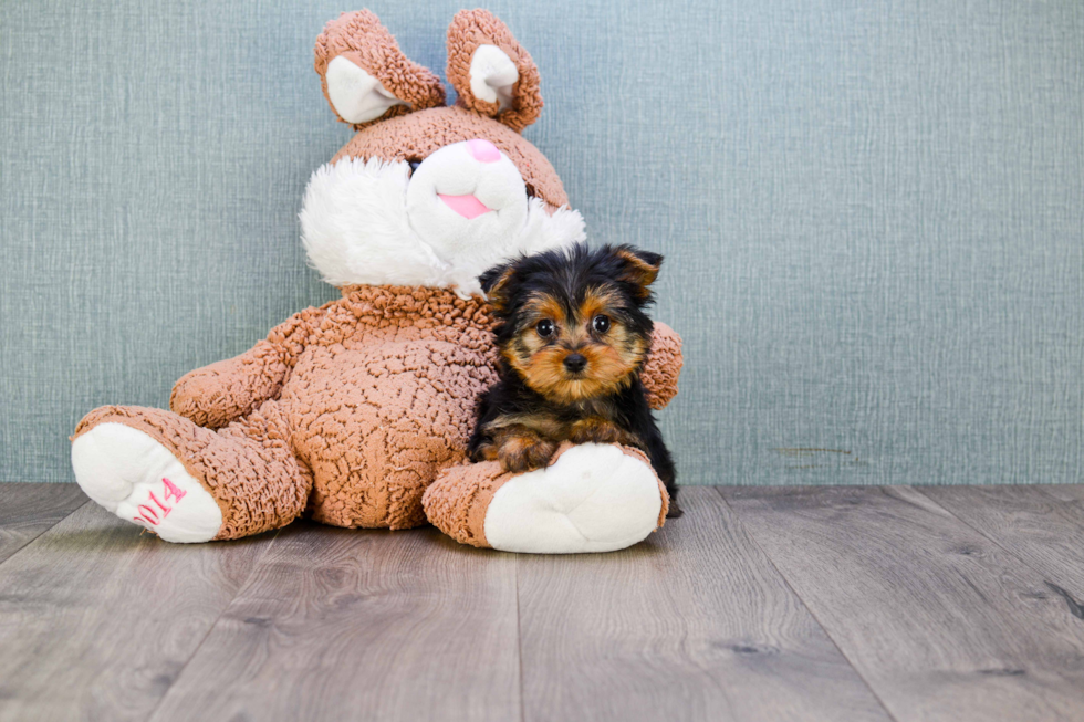 Meet Izzie - our Yorkshire Terrier Puppy Photo 