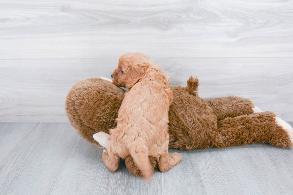 Friendly Cavapoo Baby