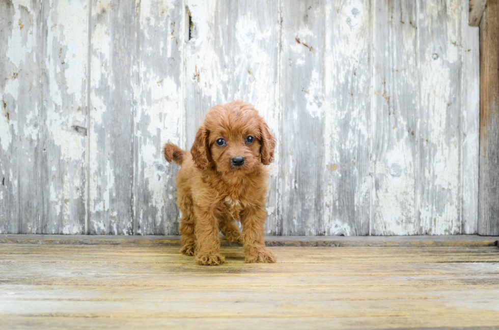 Best Cavapoo Baby