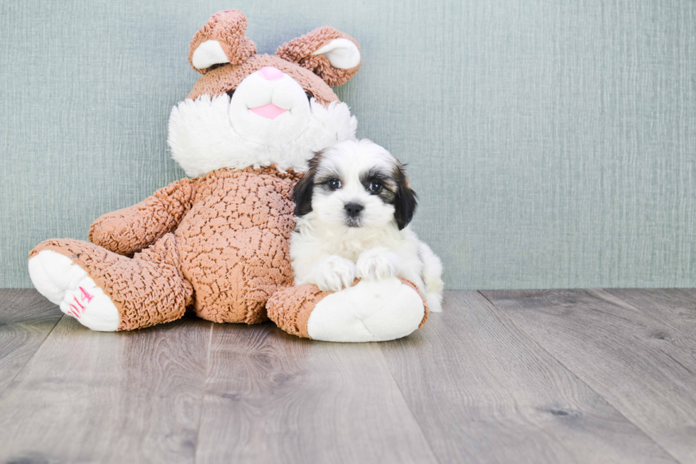 Smart Teddy Bear Designer Pup