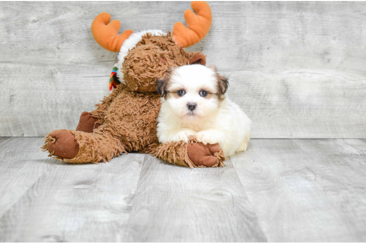 Teddy Bear Pup Being Cute