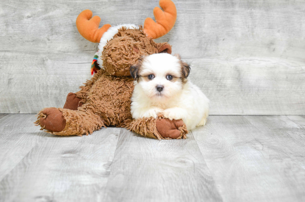 Teddy Bear Pup Being Cute