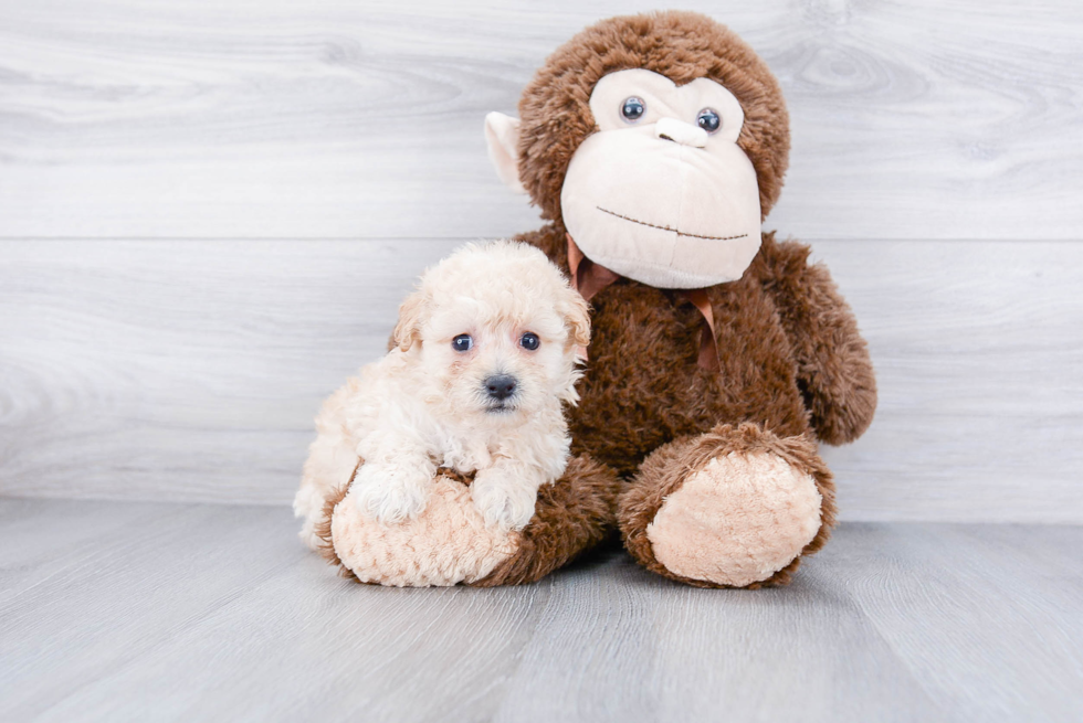Small Maltipoo Baby