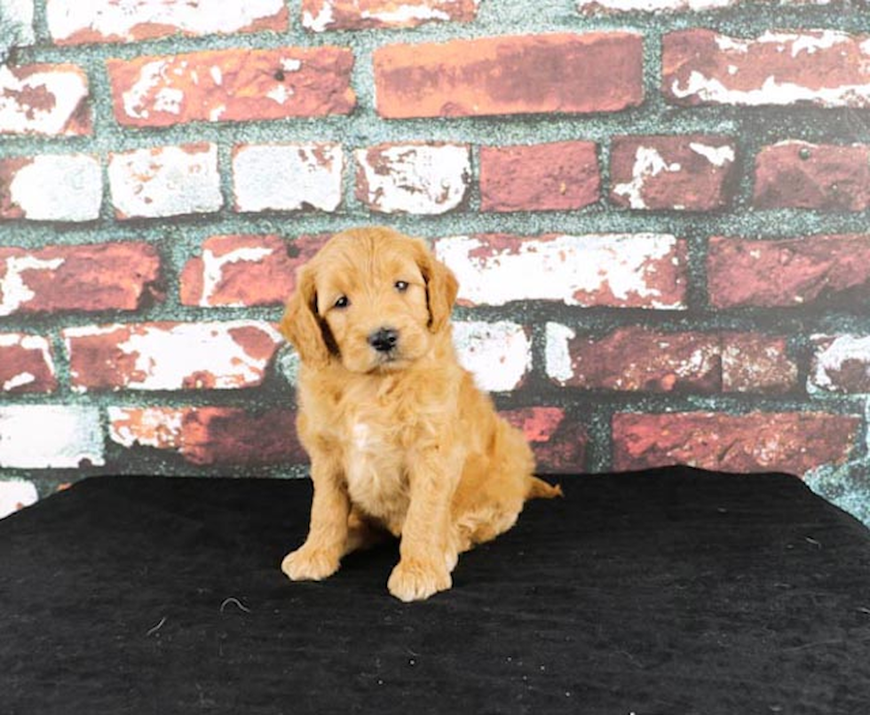 Friendly Mini Goldendoodle Baby