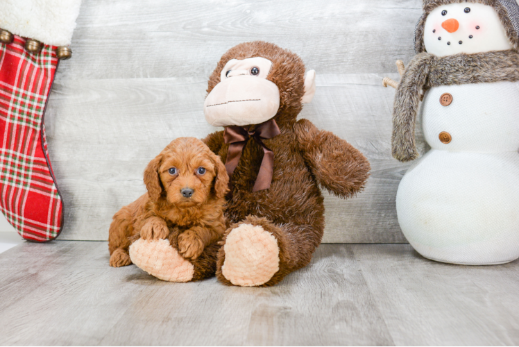 Mini Goldendoodle Pup Being Cute