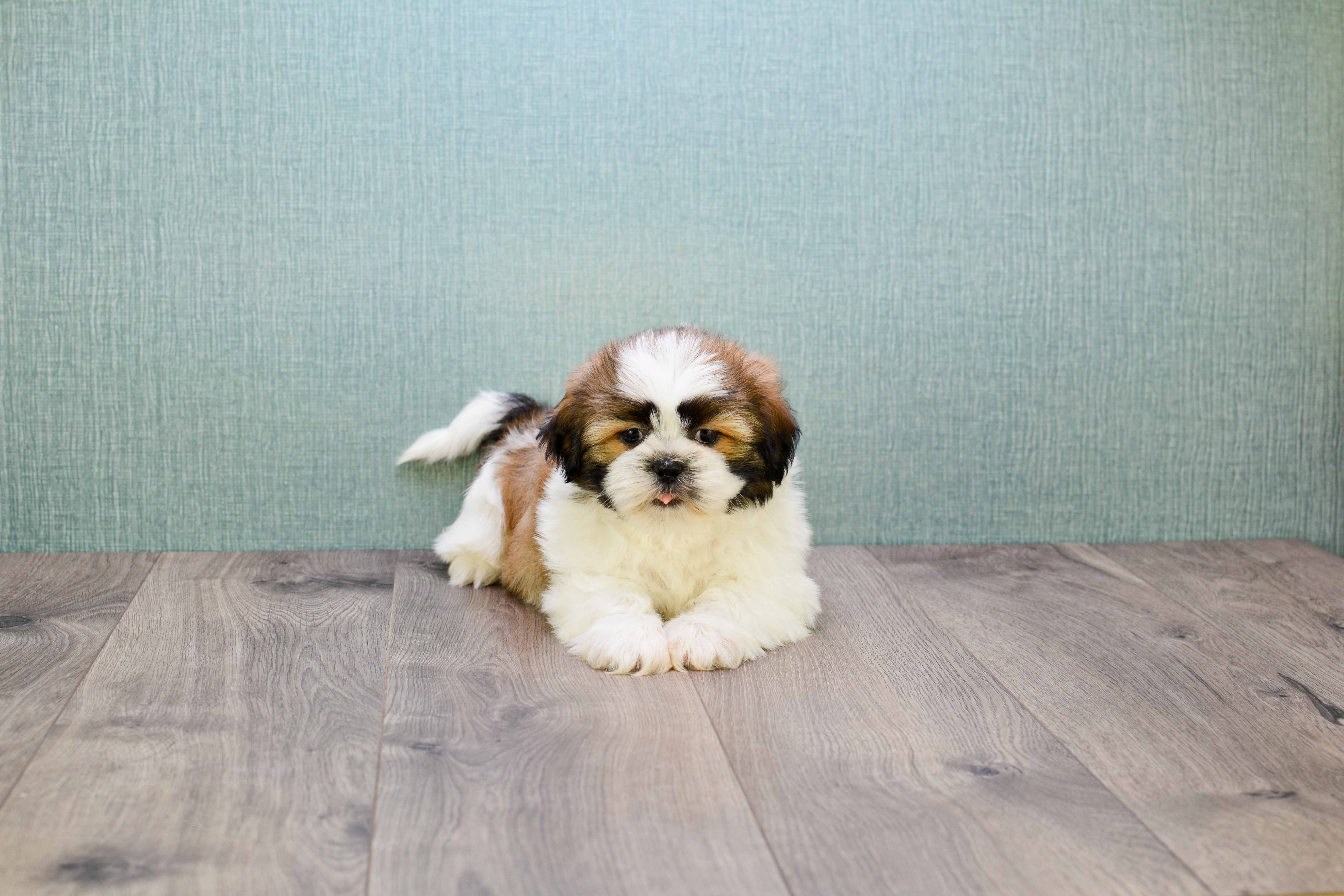 Energetic Shi Chon Designer Puppy