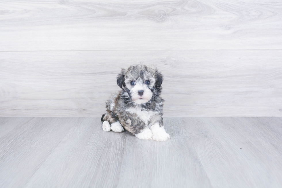 Havanese Puppy for Adoption