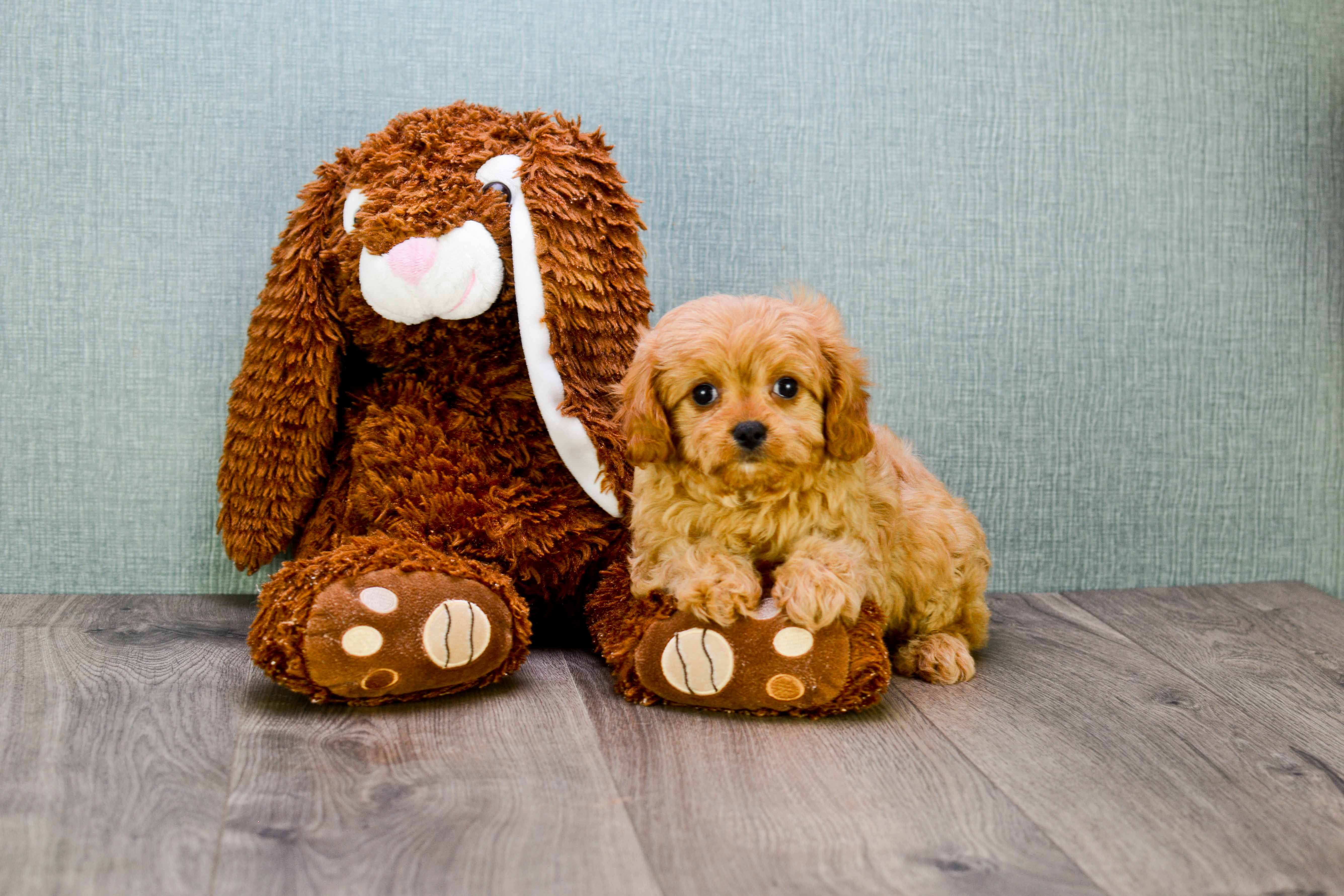 Funny Cavapoo Poodle Mix Pup