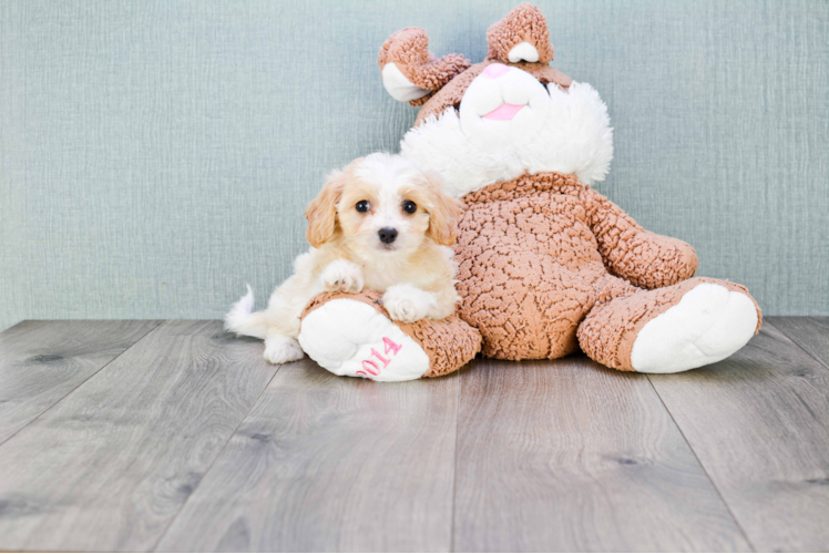 Playful Cavalier Designer Puppy