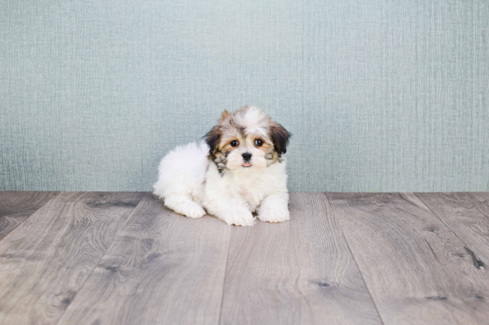 Best Havanese Baby