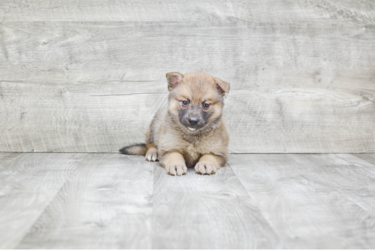 Popular Pomsky Designer Pup