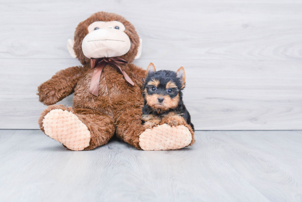 Meet Victoria - our Yorkshire Terrier Puppy Photo 