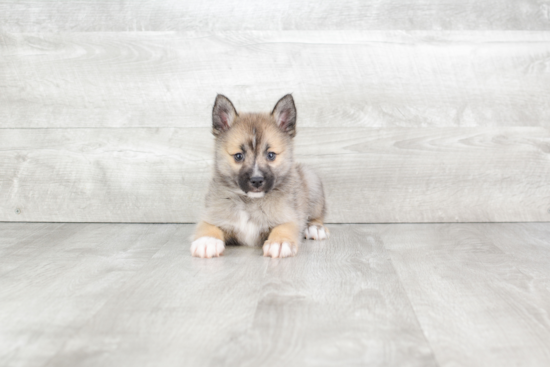 Best Pomsky Baby