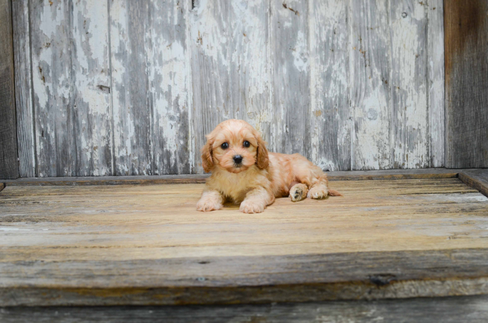 Adorable Cavoodle Poodle Mix Puppy