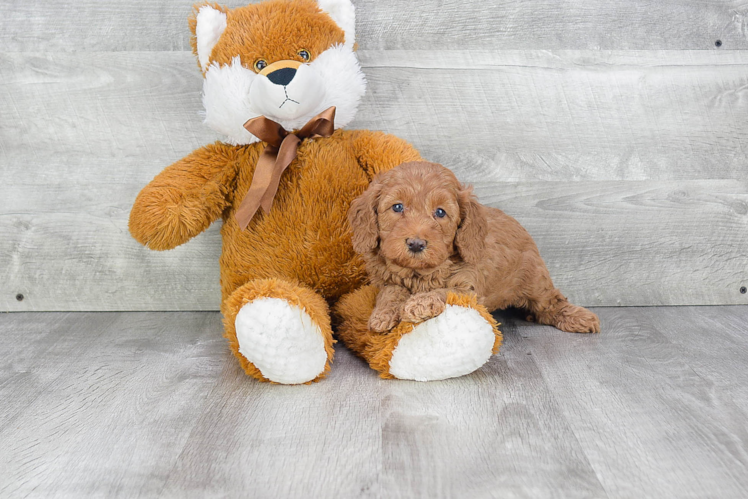 Mini Goldendoodle Pup Being Cute