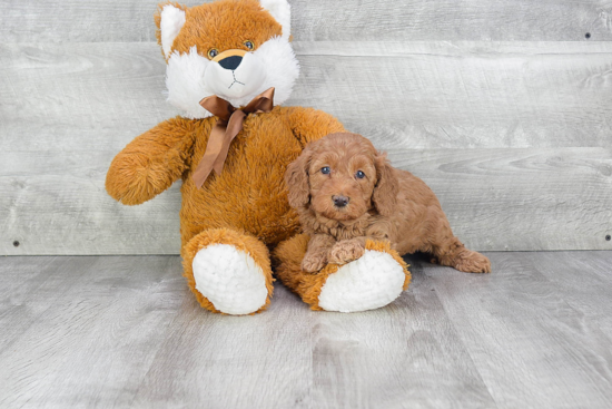 Mini Goldendoodle Pup Being Cute