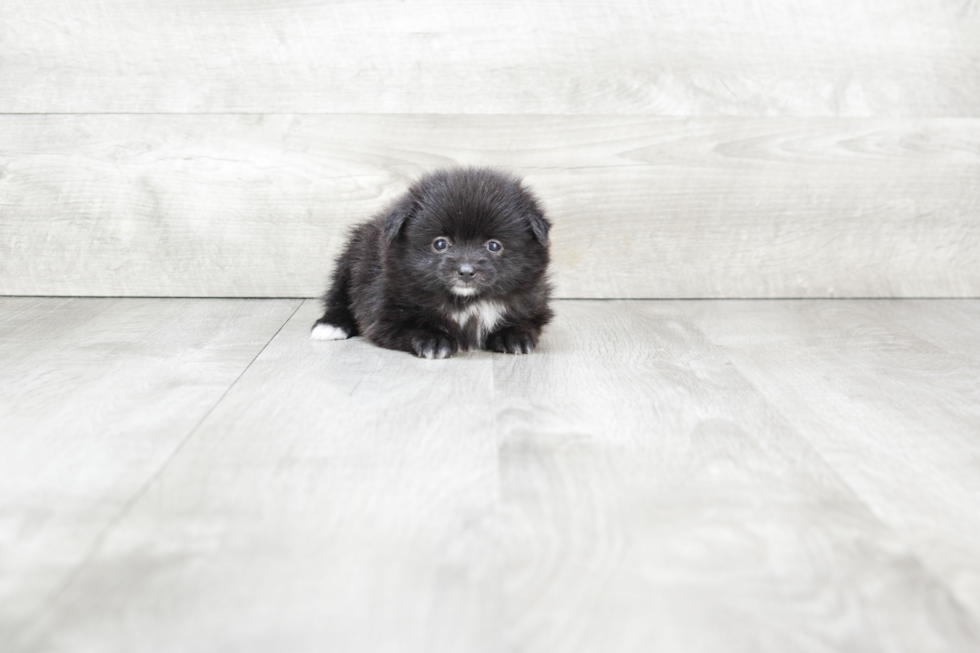 Pomeranian Puppy for Adoption