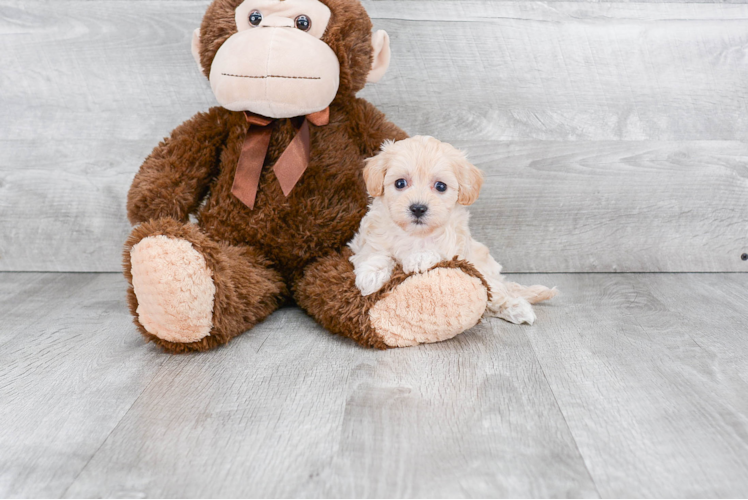 Maltipoo Puppy for Adoption