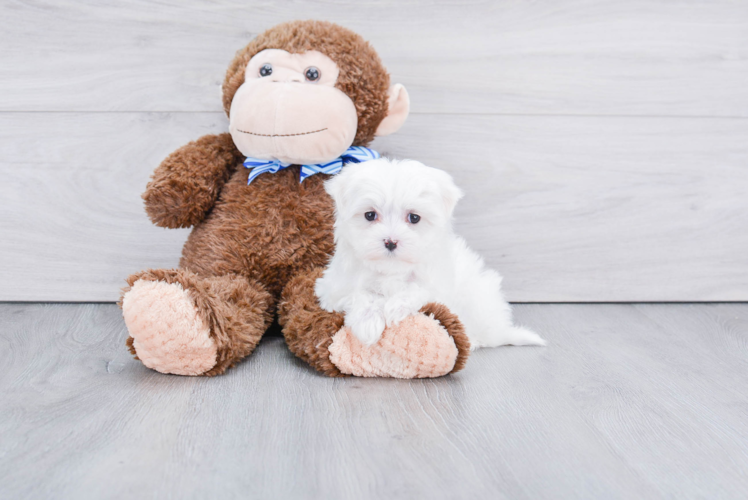 Friendly Maltese Baby