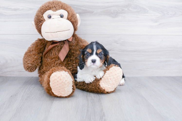 Friendly Cavalier King Charles Spaniel Baby