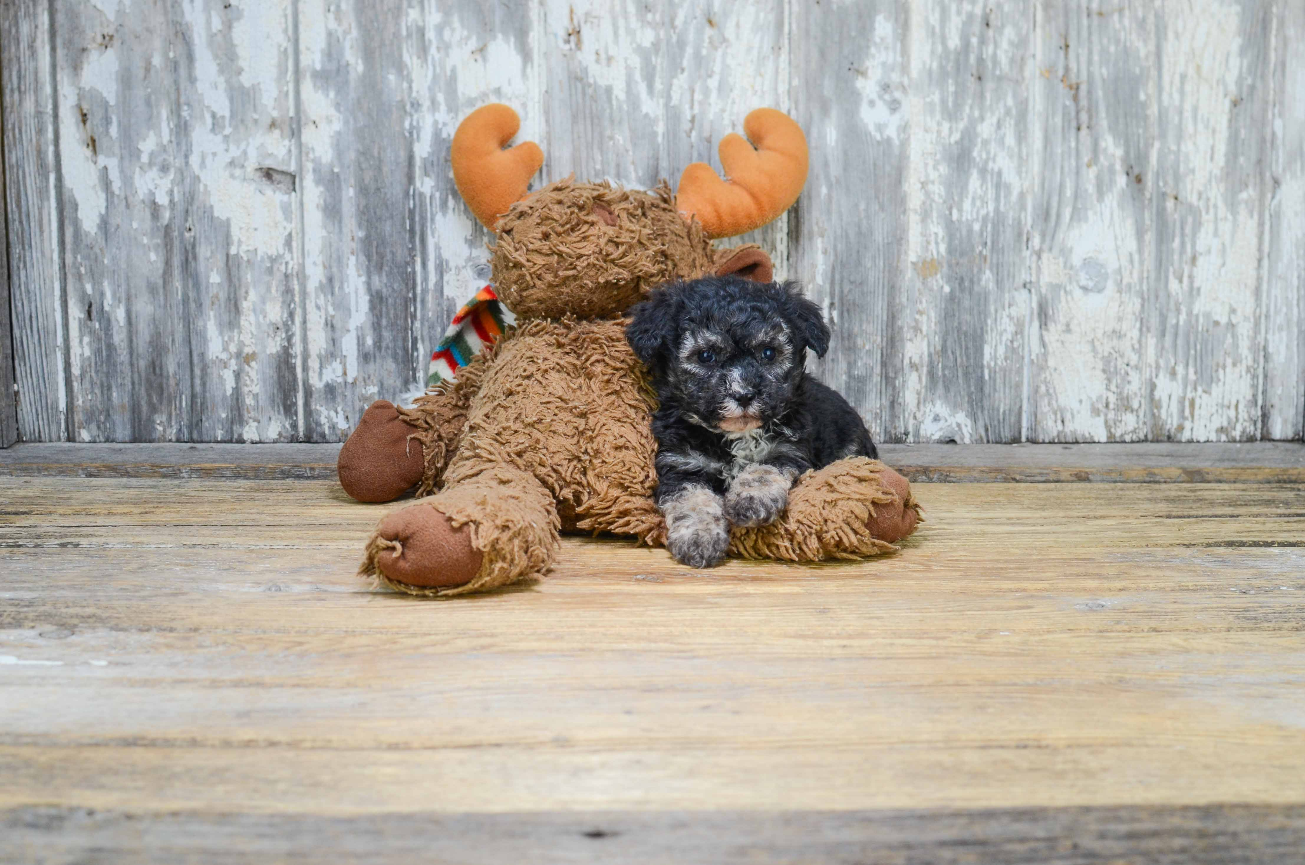 Best Morkie Baby