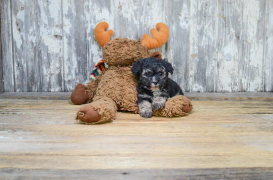 Best Morkie Baby