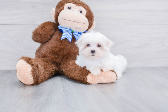 Maltese Pup Being Cute