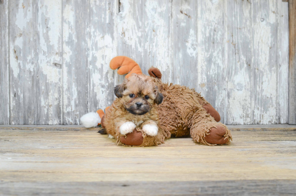 Popular Teddy Bear Designer Pup