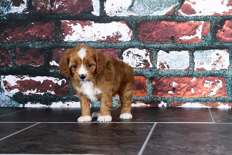 Smart Cavapoo Poodle Mix Pup