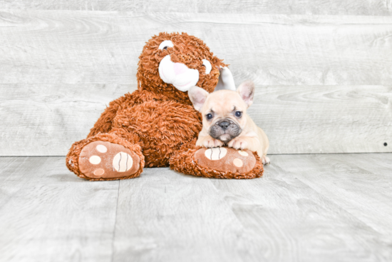 French Bulldog Pup Being Cute