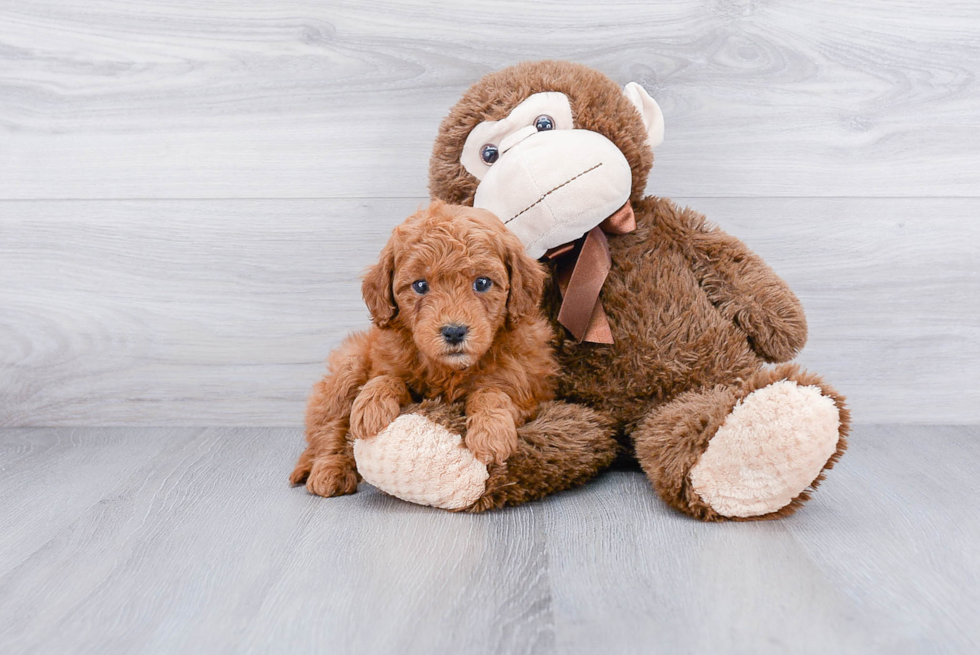 Popular Mini Goldendoodle Poodle Mix Pup