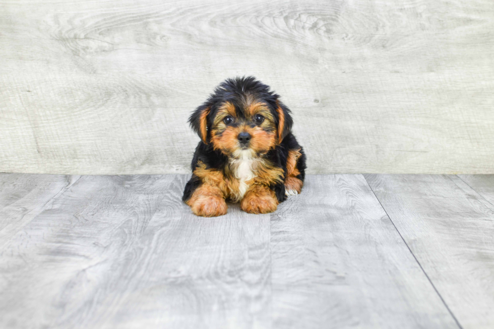 Meet Jeremy - our Yorkshire Terrier Puppy Photo 