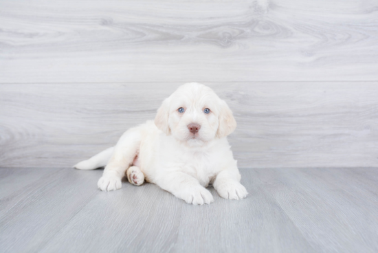 Popular Mini Labradoodle Poodle Mix Pup