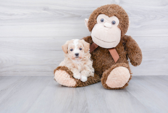 Best Maltipoo Baby