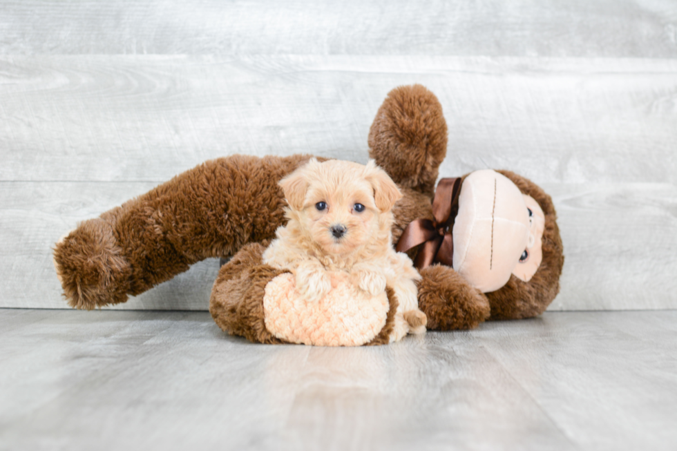 Smart Maltipoo Poodle Mix Pup