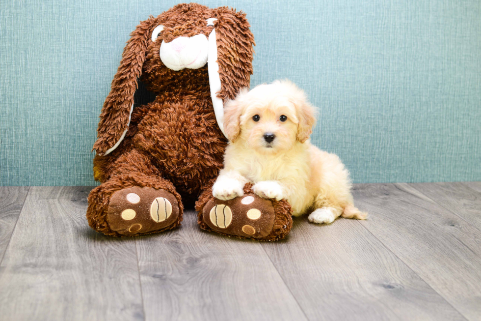 Maltipoo Pup Being Cute