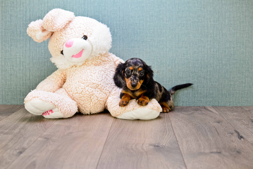 Dachshund Puppy for Adoption