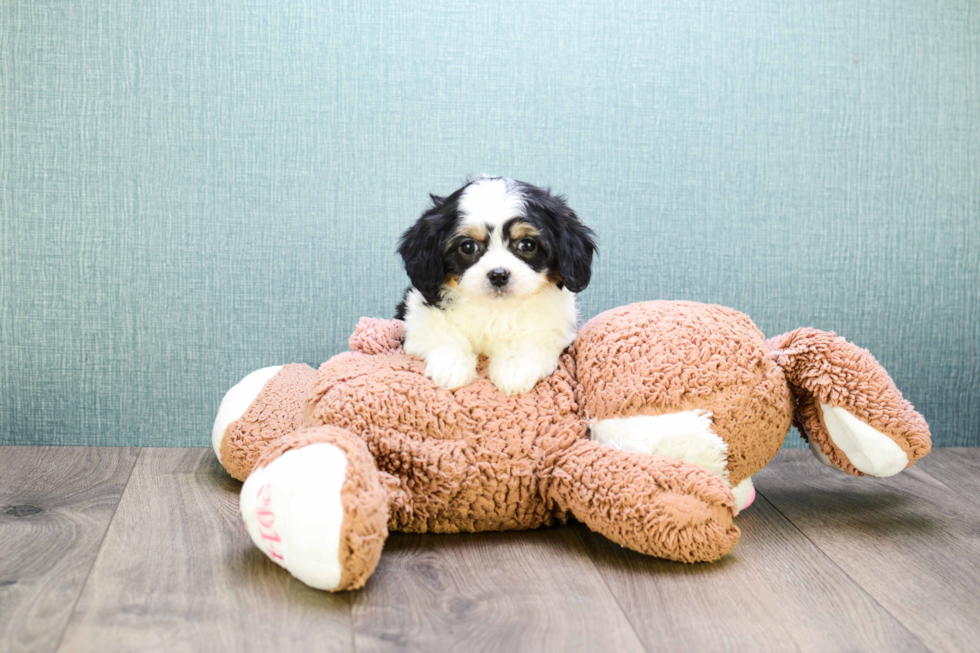 Meet Kanye - our Cavachon Puppy Photo 